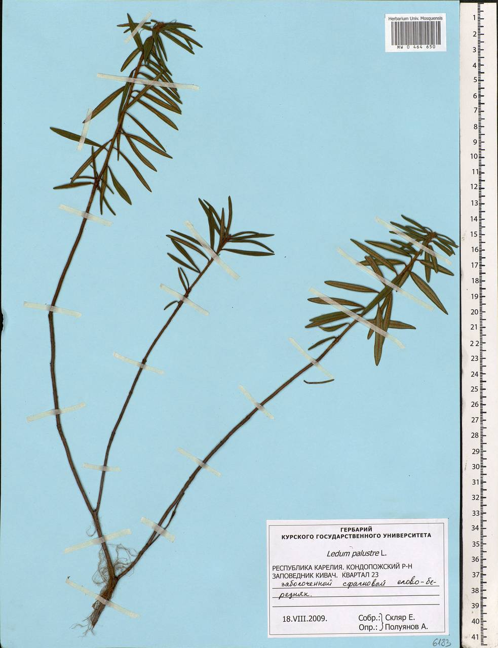 Rhododendron tomentosum (Stokes) Harmaja, Eastern Europe, Northern region (E1) (Russia)