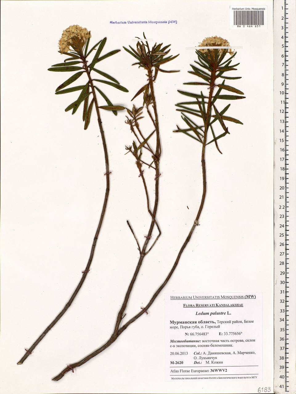 Rhododendron tomentosum (Stokes) Harmaja, Eastern Europe, Northern region (E1) (Russia)