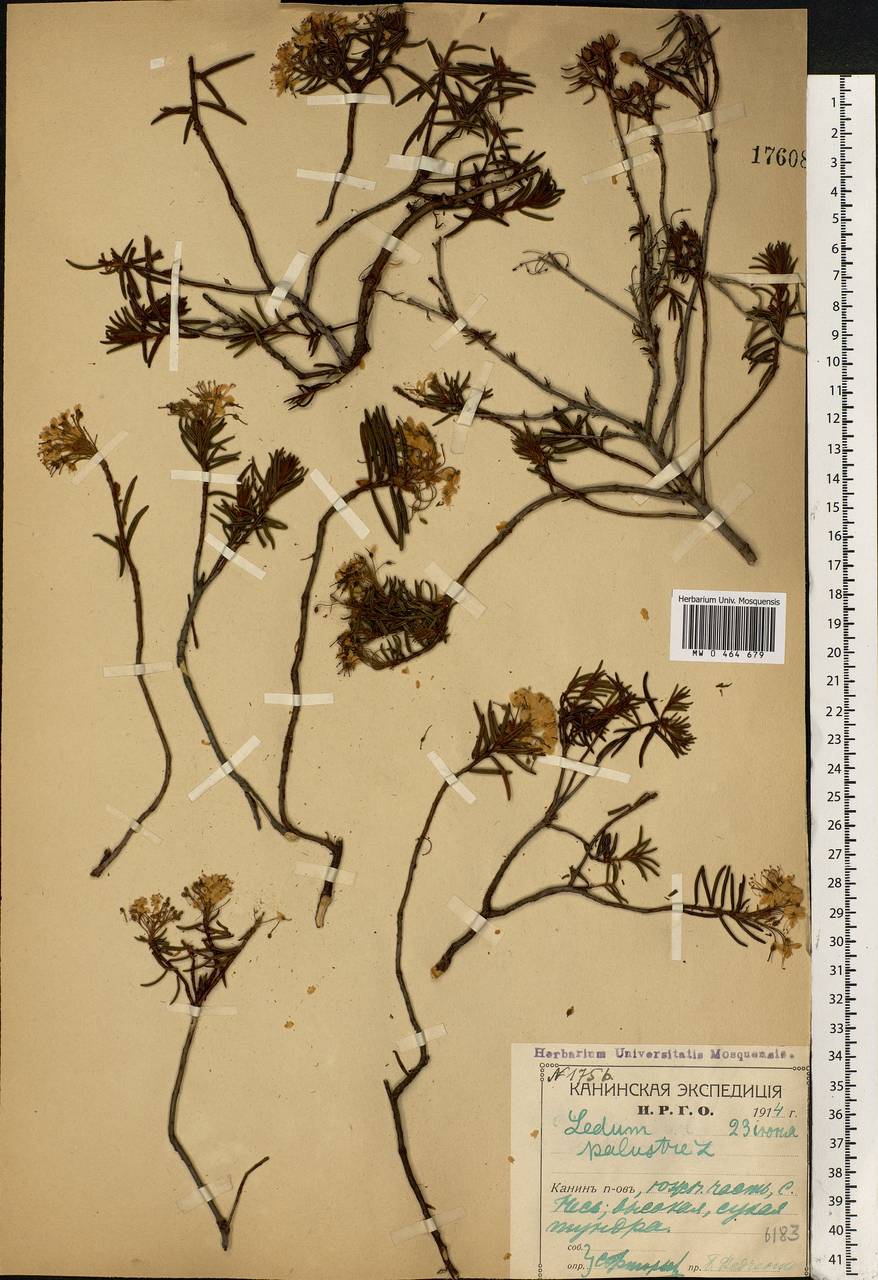 Rhododendron tomentosum (Stokes) Harmaja, Eastern Europe, Northern region (E1) (Russia)