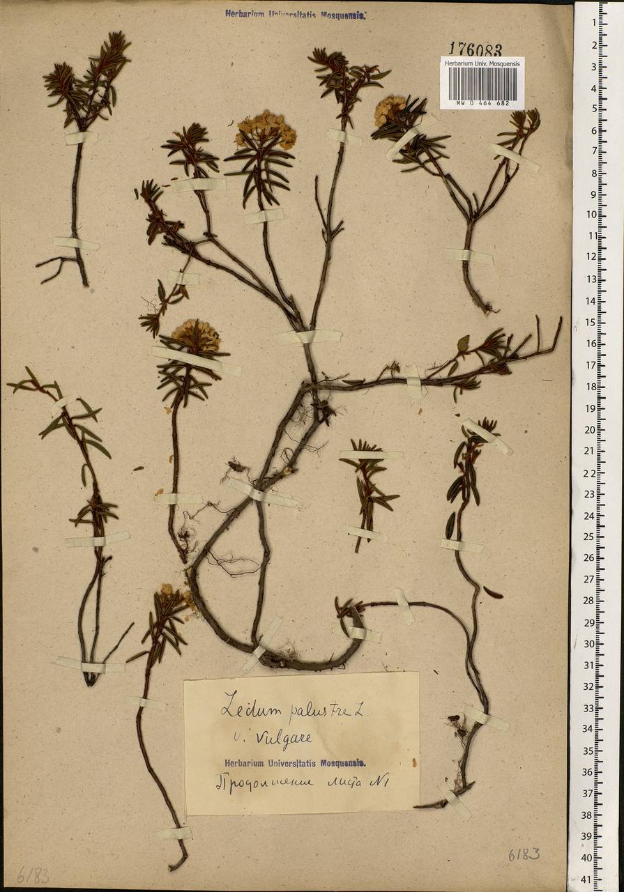 Rhododendron tomentosum (Stokes) Harmaja, Eastern Europe, Northern region (E1) (Russia)