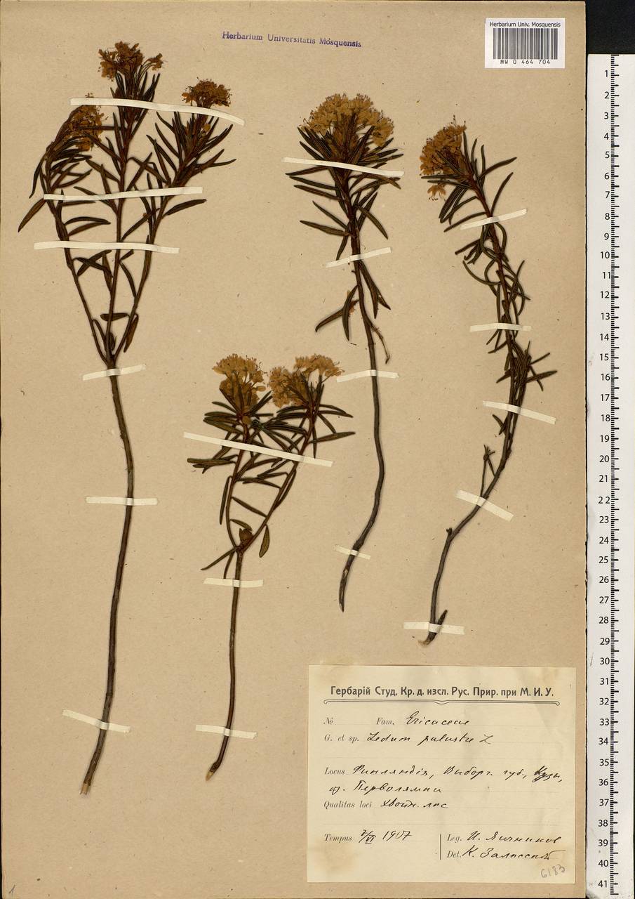 Rhododendron tomentosum (Stokes) Harmaja, Eastern Europe, North-Western region (E2) (Russia)