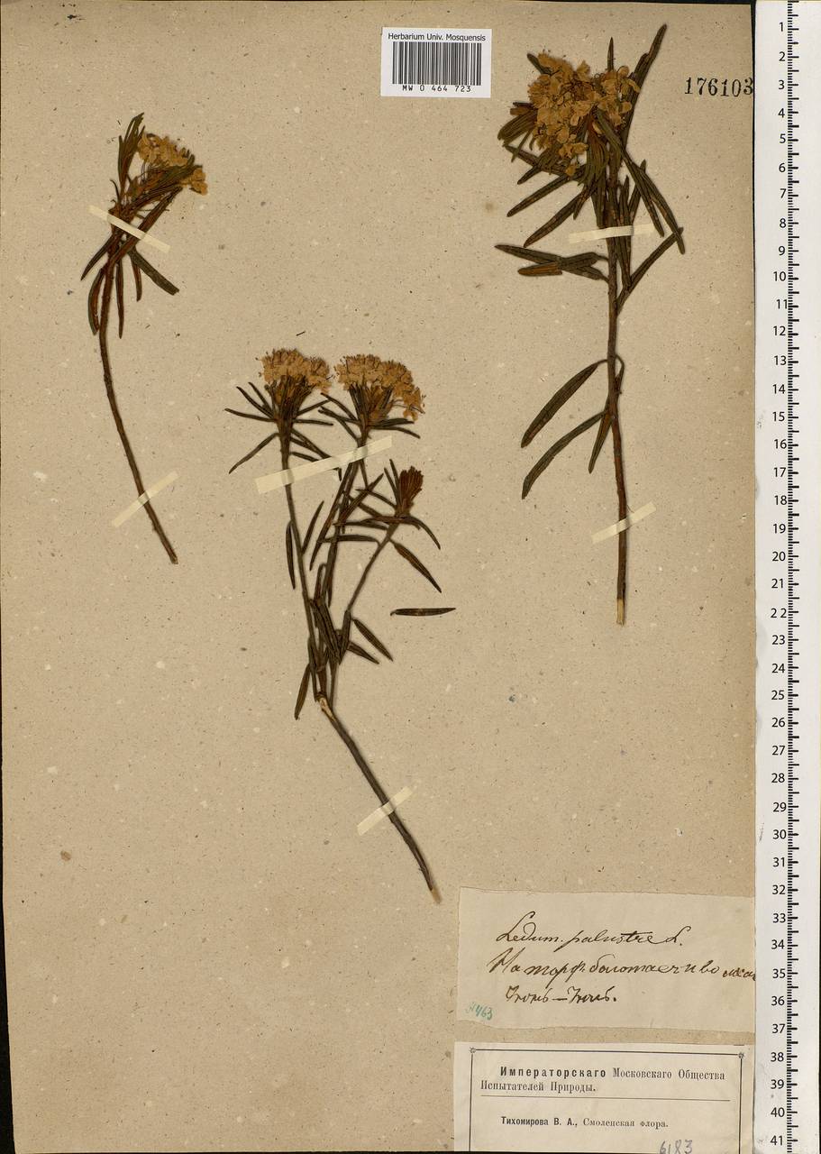 Rhododendron tomentosum (Stokes) Harmaja, Eastern Europe, Western region (E3) (Russia)