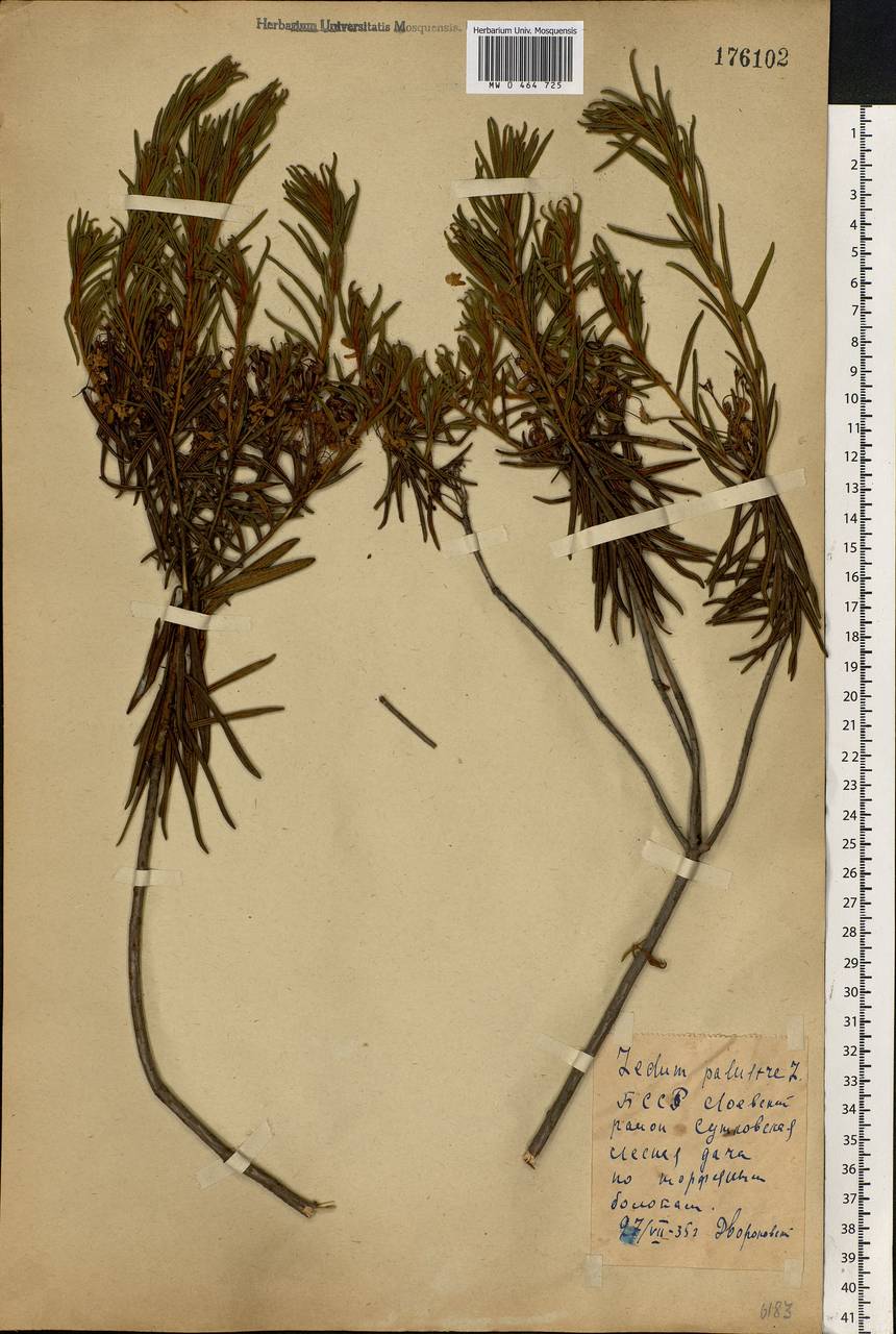 Rhododendron tomentosum (Stokes) Harmaja, Eastern Europe, Belarus (E3a) (Belarus)