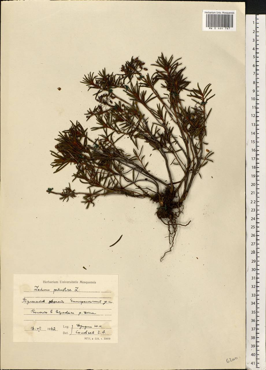 Rhododendron tomentosum (Stokes) Harmaja, Eastern Europe, Central region (E4) (Russia)