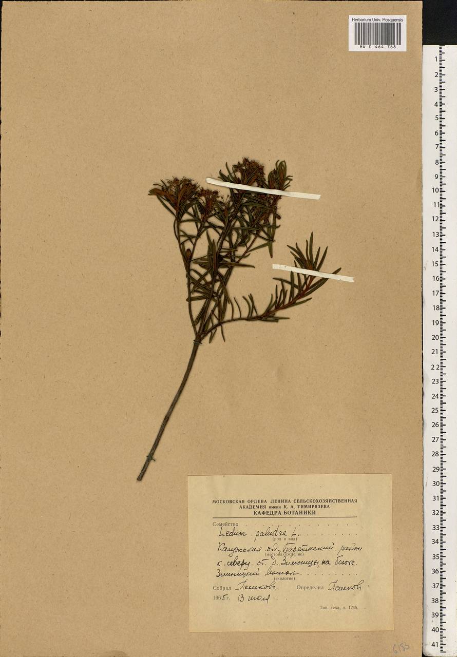 Rhododendron tomentosum (Stokes) Harmaja, Eastern Europe, Central region (E4) (Russia)