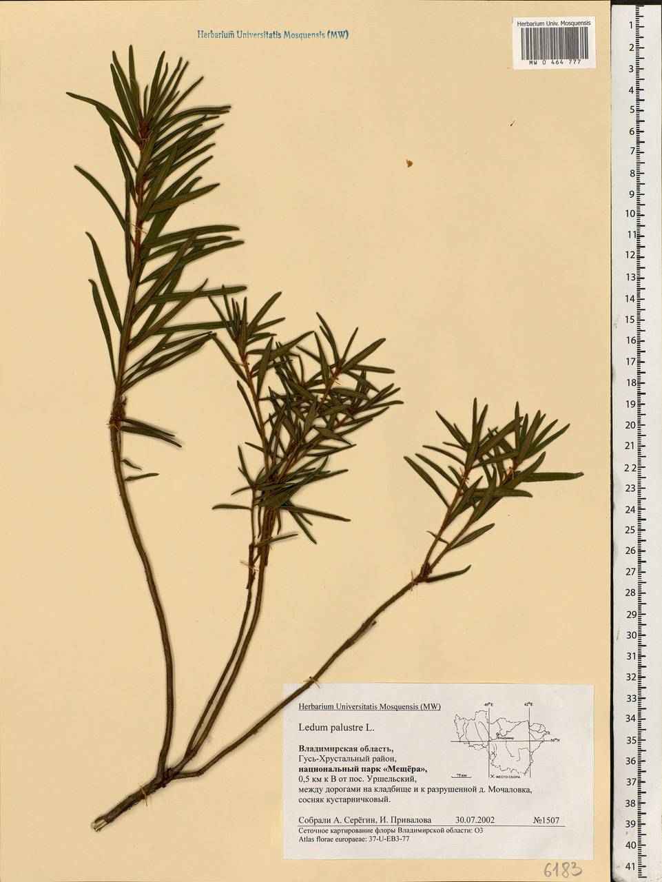 Rhododendron tomentosum (Stokes) Harmaja, Eastern Europe, Central region (E4) (Russia)