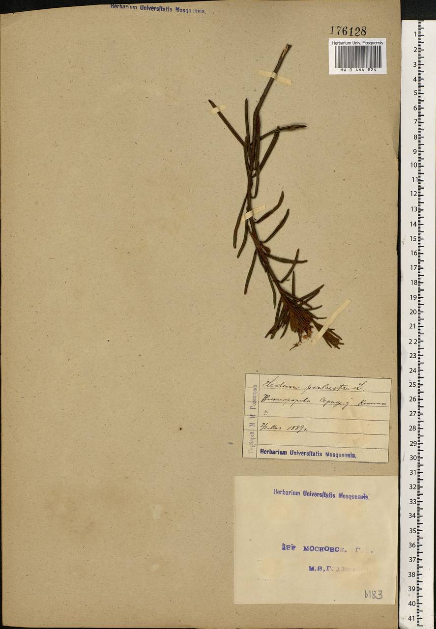Rhododendron tomentosum (Stokes) Harmaja, Eastern Europe, Moscow region (E4a) (Russia)