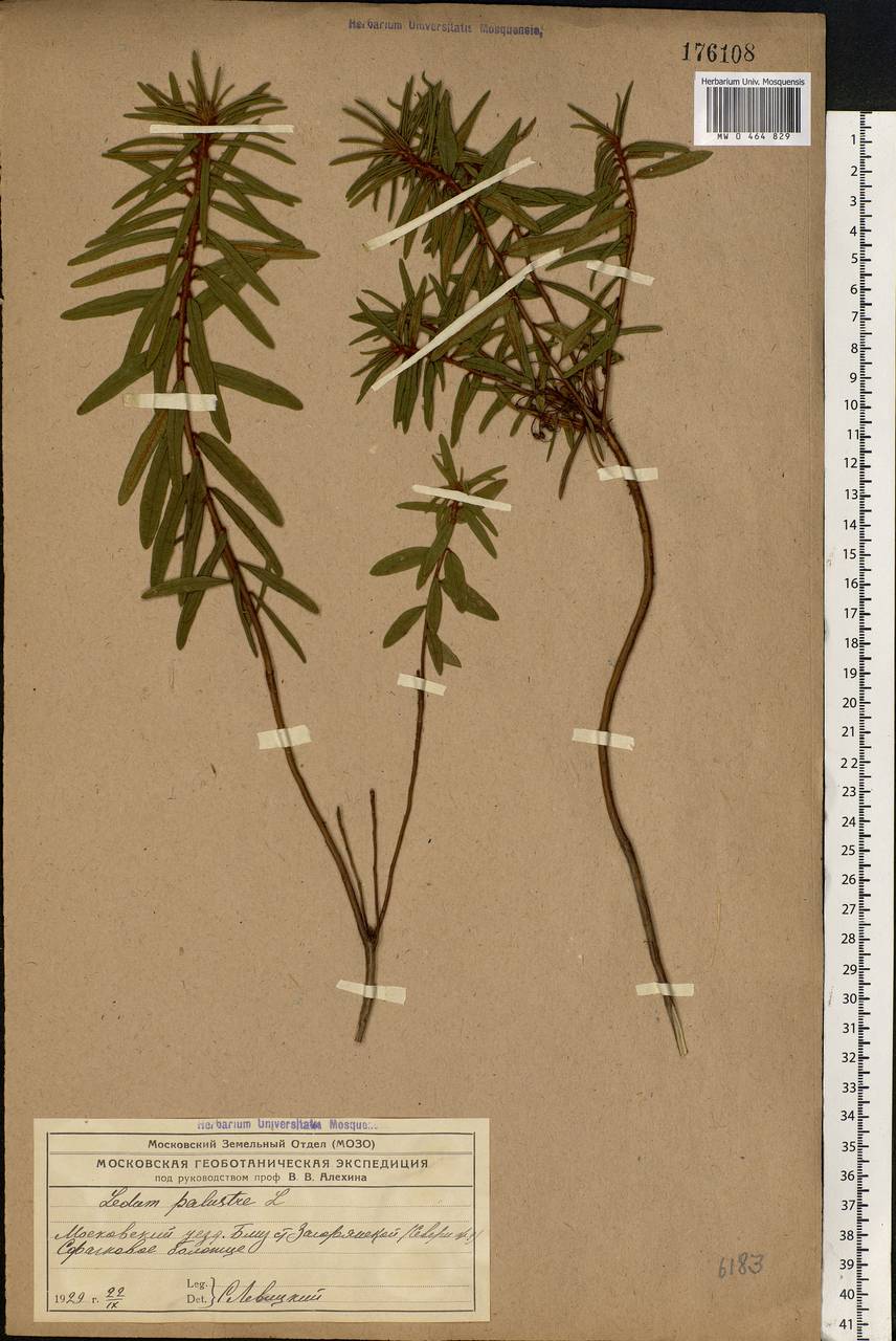 Rhododendron tomentosum (Stokes) Harmaja, Eastern Europe, Moscow region (E4a) (Russia)