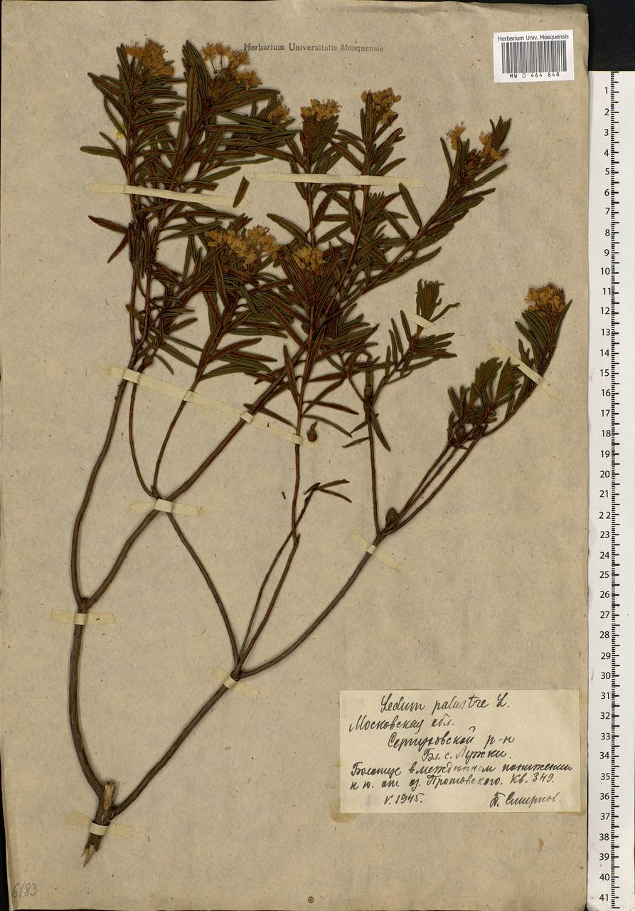 Rhododendron tomentosum (Stokes) Harmaja, Eastern Europe, Moscow region (E4a) (Russia)