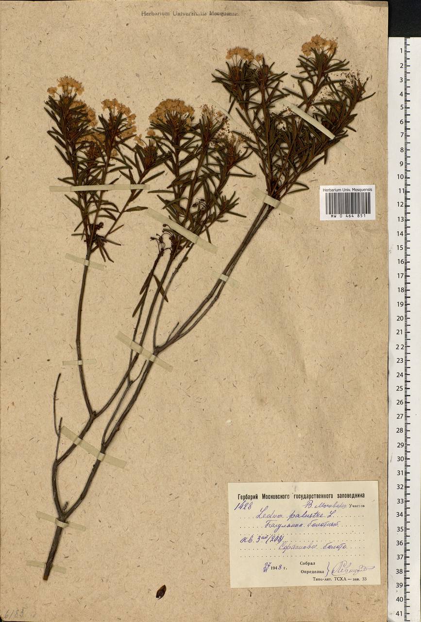 Rhododendron tomentosum (Stokes) Harmaja, Eastern Europe, Moscow region (E4a) (Russia)