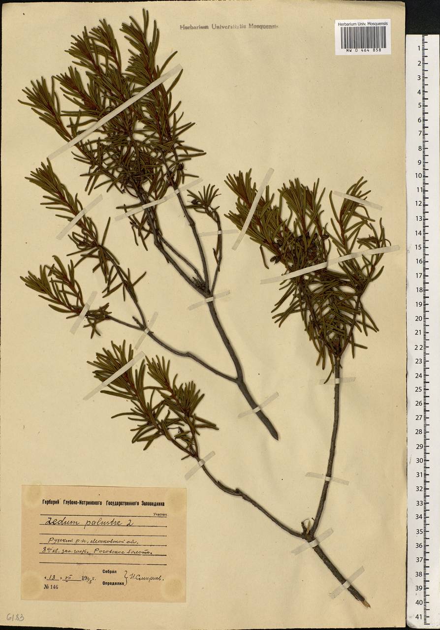 Rhododendron tomentosum (Stokes) Harmaja, Eastern Europe, Moscow region (E4a) (Russia)