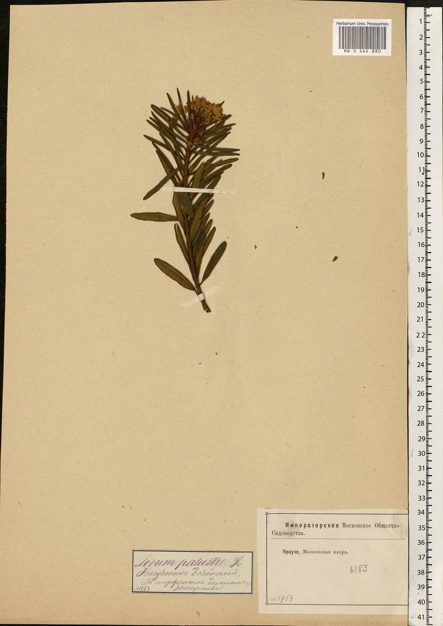 Rhododendron tomentosum (Stokes) Harmaja, Eastern Europe, Moscow region (E4a) (Russia)