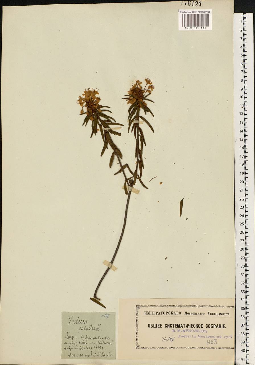 Rhododendron tomentosum (Stokes) Harmaja, Eastern Europe, Moscow region (E4a) (Russia)