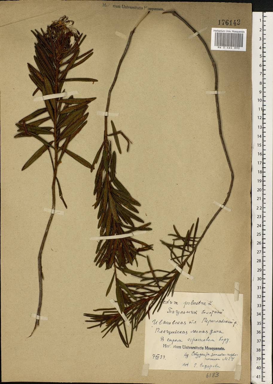 Rhododendron tomentosum (Stokes) Harmaja, Eastern Europe, Central forest region (E5) (Russia)