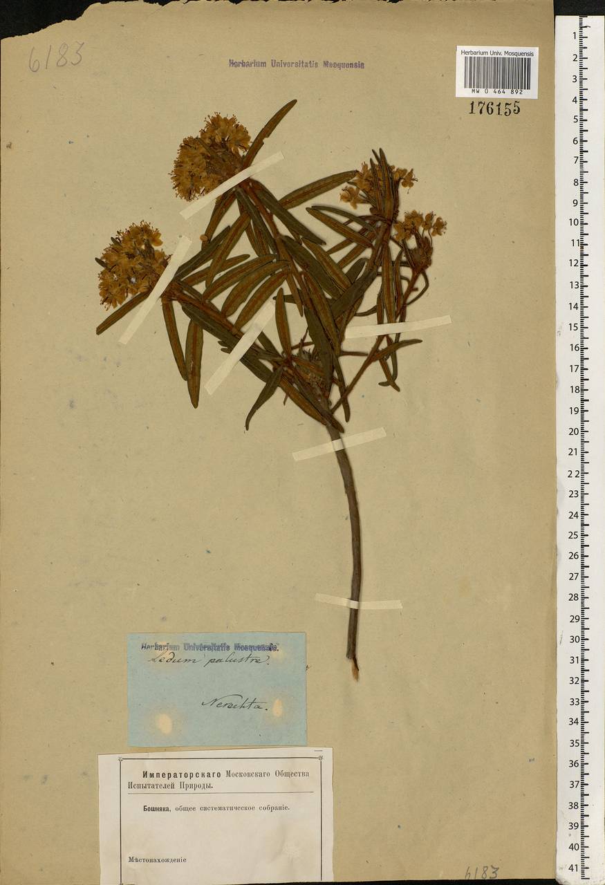 Rhododendron tomentosum (Stokes) Harmaja, Eastern Europe, Central forest region (E5) (Russia)