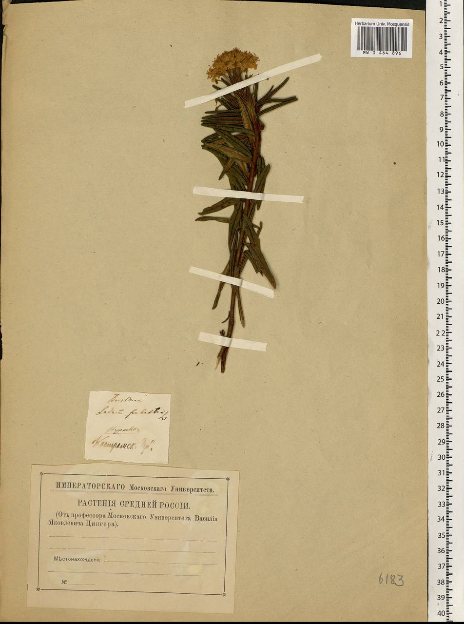 Rhododendron tomentosum (Stokes) Harmaja, Eastern Europe, Central forest region (E5) (Russia)
