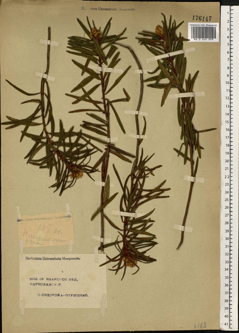 Rhododendron tomentosum (Stokes) Harmaja, Eastern Europe, Central forest region (E5) (Russia)