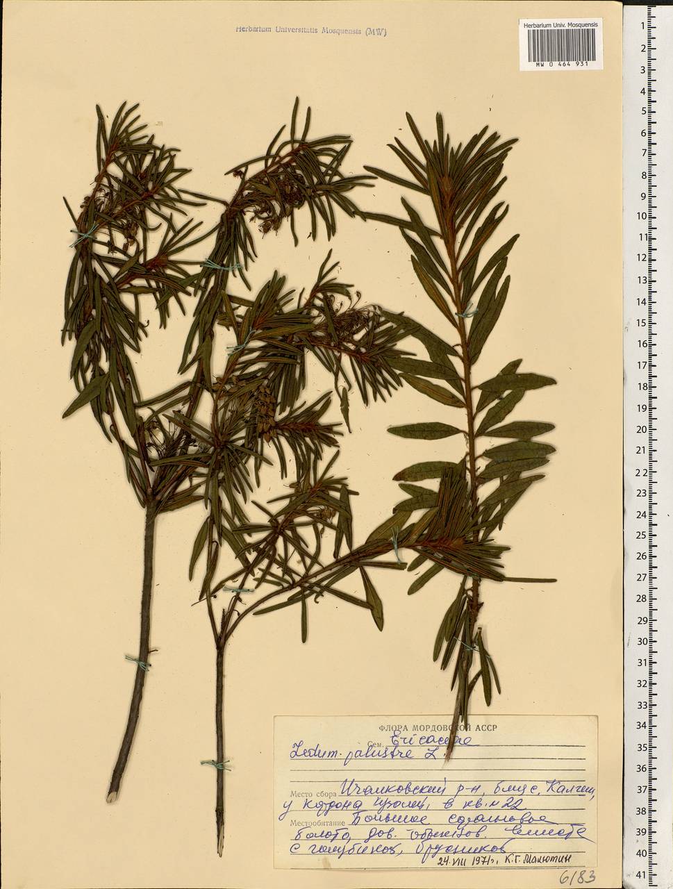 Rhododendron tomentosum (Stokes) Harmaja, Eastern Europe, Middle Volga region (E8) (Russia)