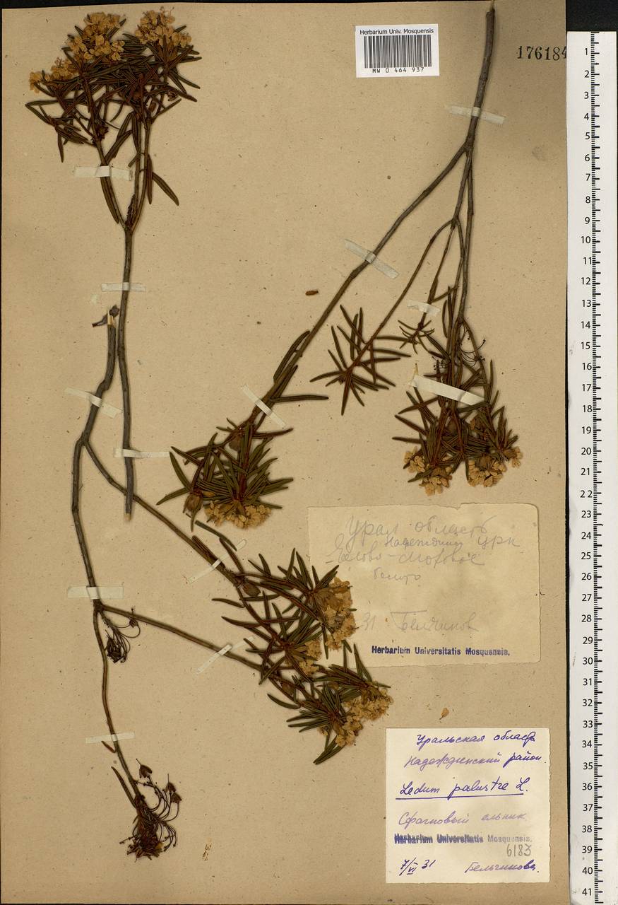 Rhododendron tomentosum (Stokes) Harmaja, Eastern Europe, Eastern region (E10) (Russia)