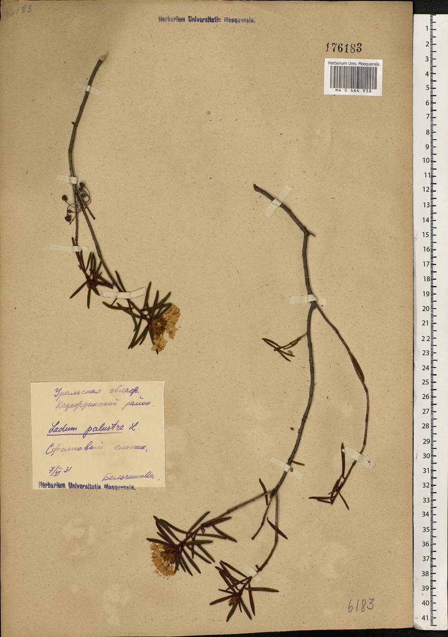 Rhododendron tomentosum (Stokes) Harmaja, Eastern Europe, Eastern region (E10) (Russia)