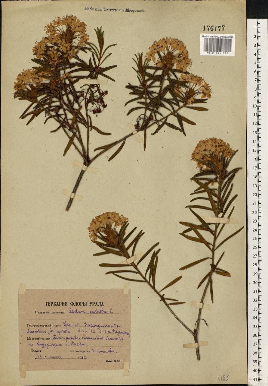 Rhododendron tomentosum (Stokes) Harmaja, Eastern Europe, Eastern region (E10) (Russia)