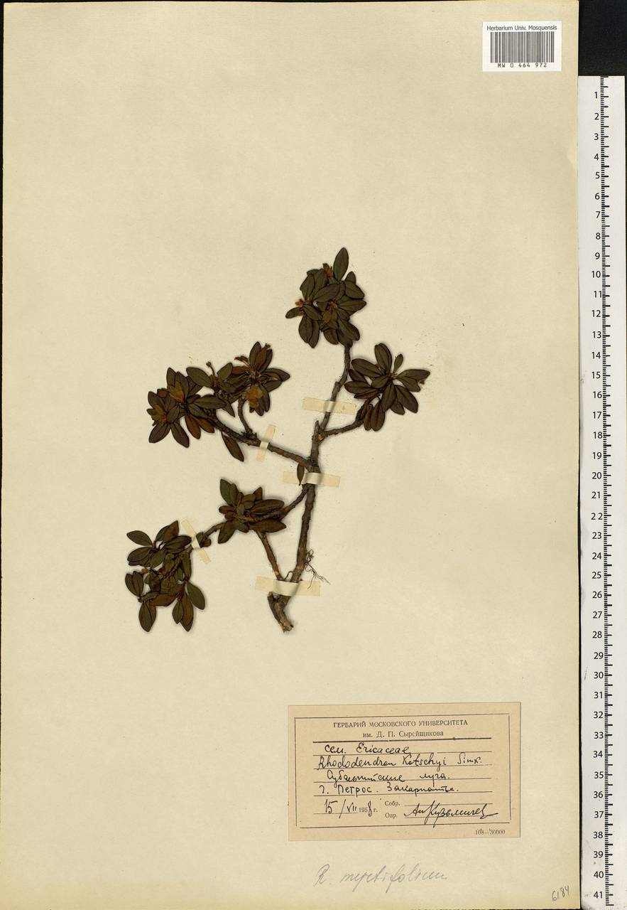 Rhododendron myrtifolium Schott & Kotschy, Eastern Europe, West Ukrainian region (E13) (Ukraine)