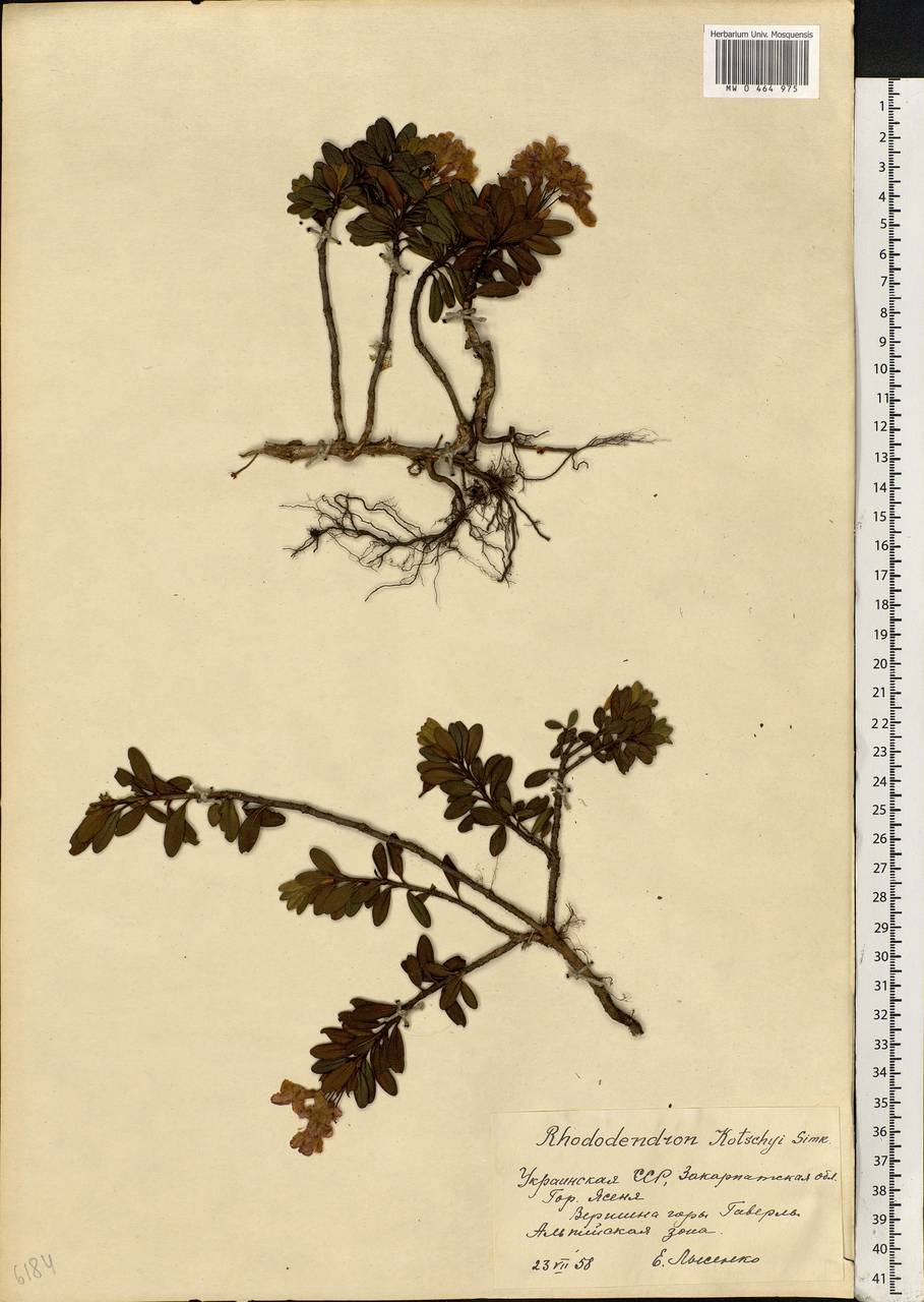 Rhododendron myrtifolium Schott & Kotschy, Eastern Europe, West Ukrainian region (E13) (Ukraine)