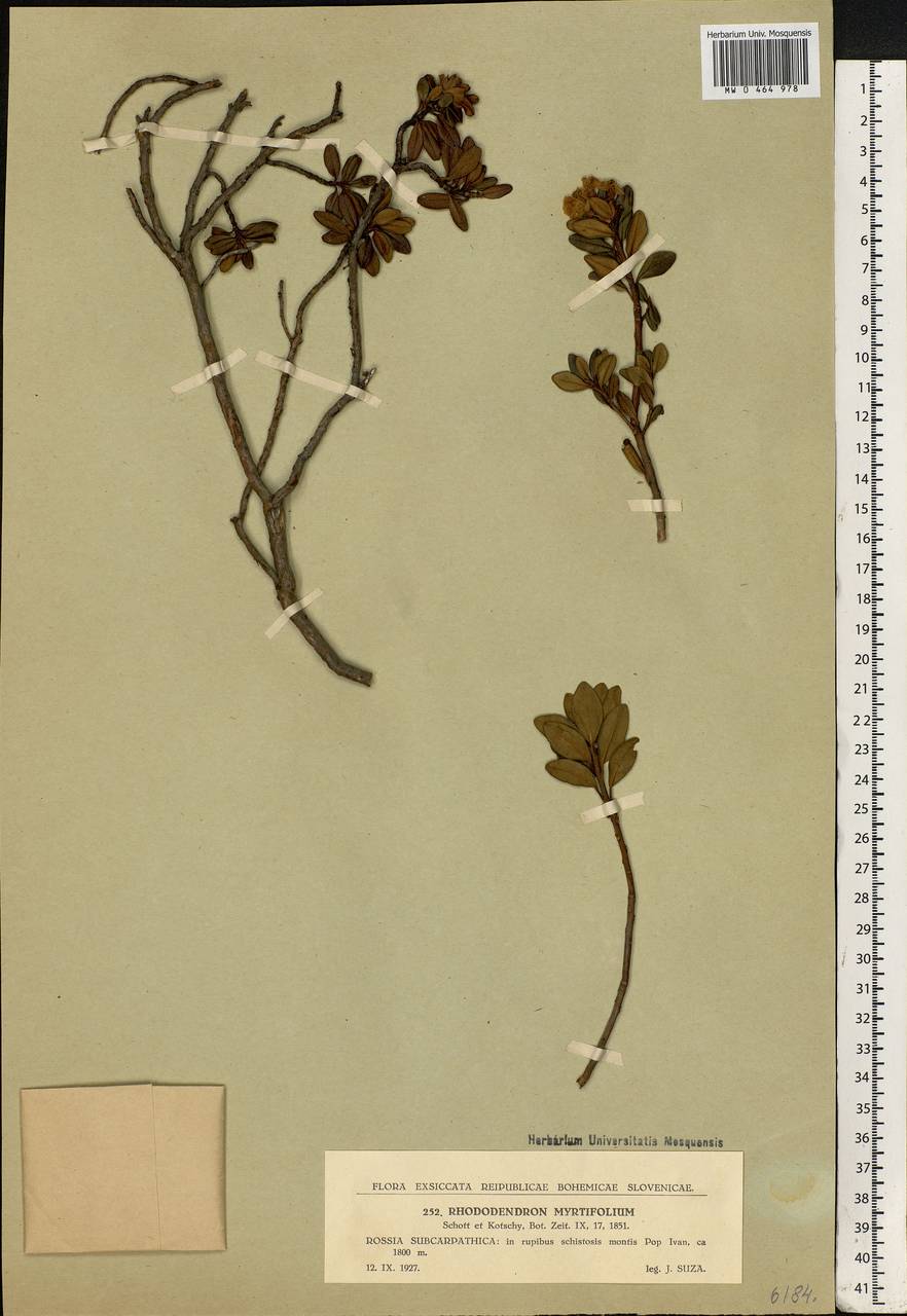 Rhododendron myrtifolium Schott & Kotschy, Eastern Europe, West Ukrainian region (E13) (Ukraine)