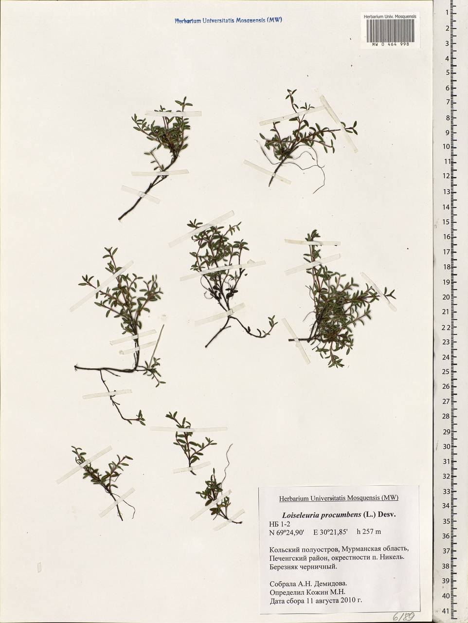 Kalmia procumbens (L.) Gift, Kron & P. F. Stevens, Eastern Europe, Northern region (E1) (Russia)