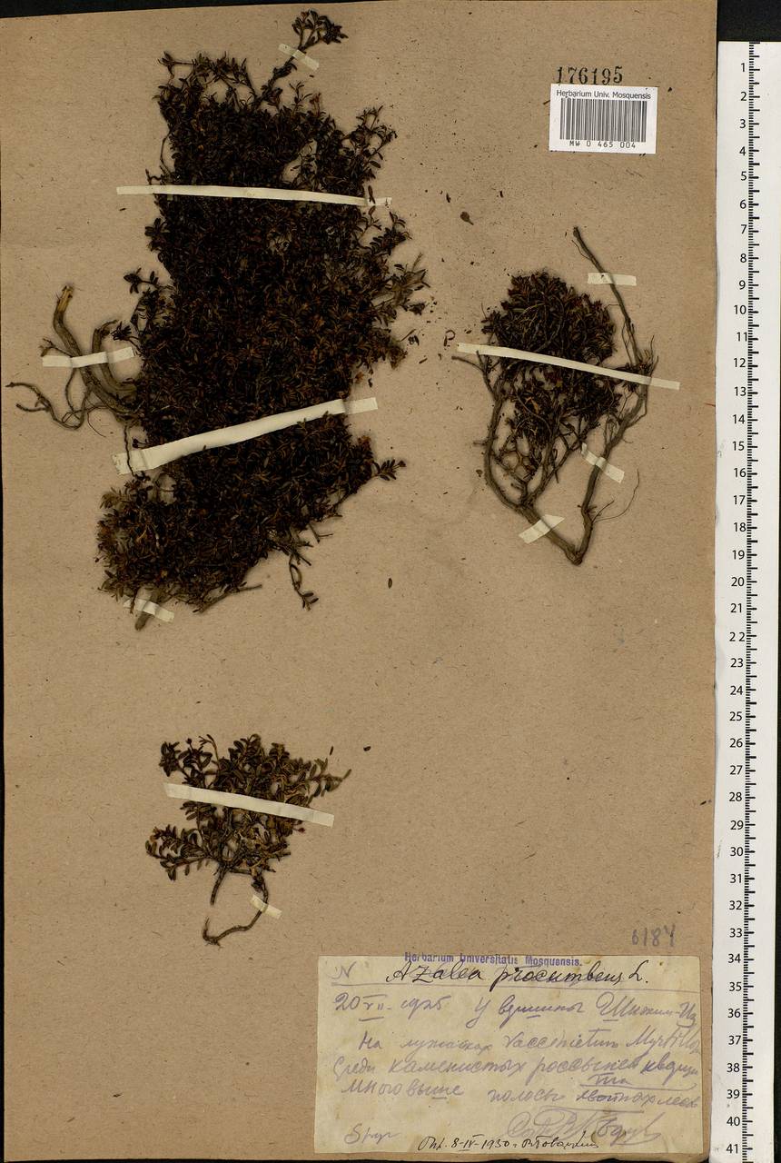 Kalmia procumbens (L.) Gift, Kron & P. F. Stevens, Eastern Europe, Northern region (E1) (Russia)