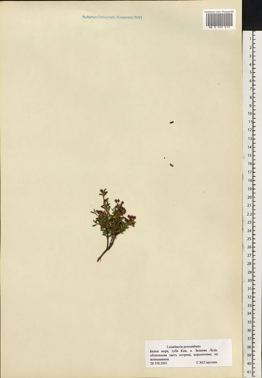 Kalmia procumbens (L.) Gift, Kron & P. F. Stevens, Eastern Europe, Northern region (E1) (Russia)