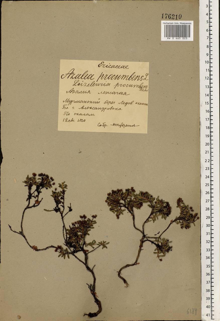 Kalmia procumbens (L.) Gift, Kron & P. F. Stevens, Eastern Europe, Northern region (E1) (Russia)