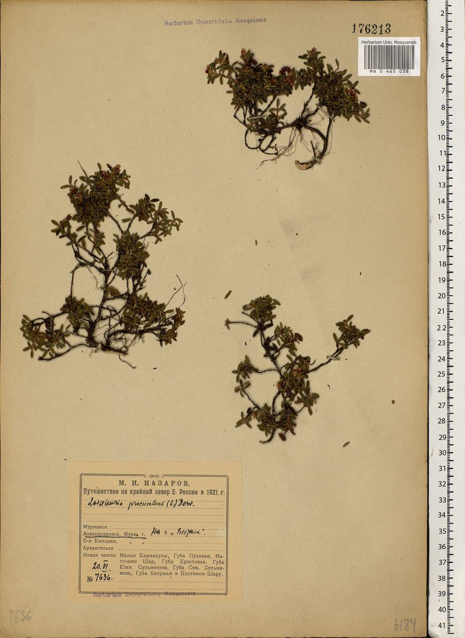 Kalmia procumbens (L.) Gift, Kron & P. F. Stevens, Eastern Europe, Northern region (E1) (Russia)