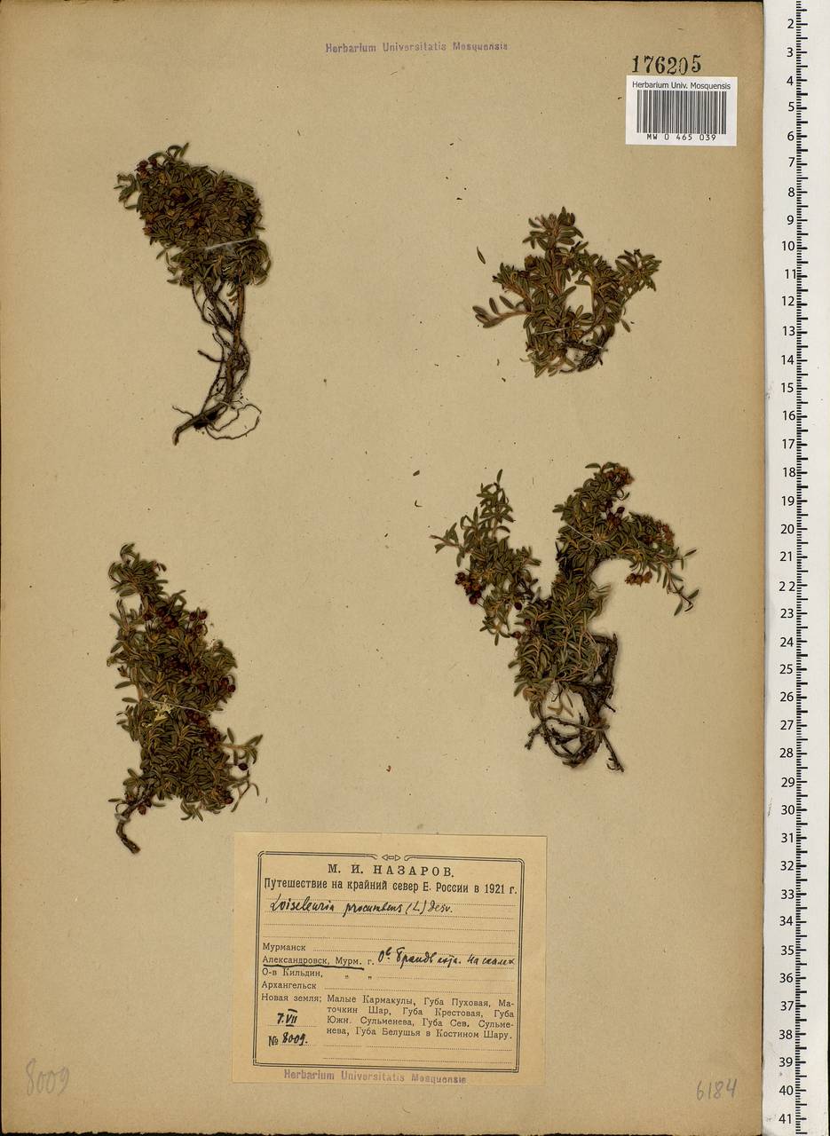 Kalmia procumbens (L.) Gift, Kron & P. F. Stevens, Eastern Europe, Northern region (E1) (Russia)