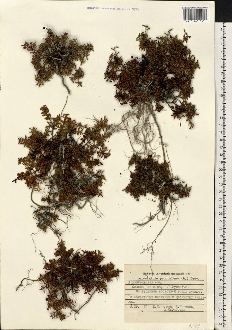Kalmia procumbens (L.) Gift, Kron & P. F. Stevens, Eastern Europe, Northern region (E1) (Russia)