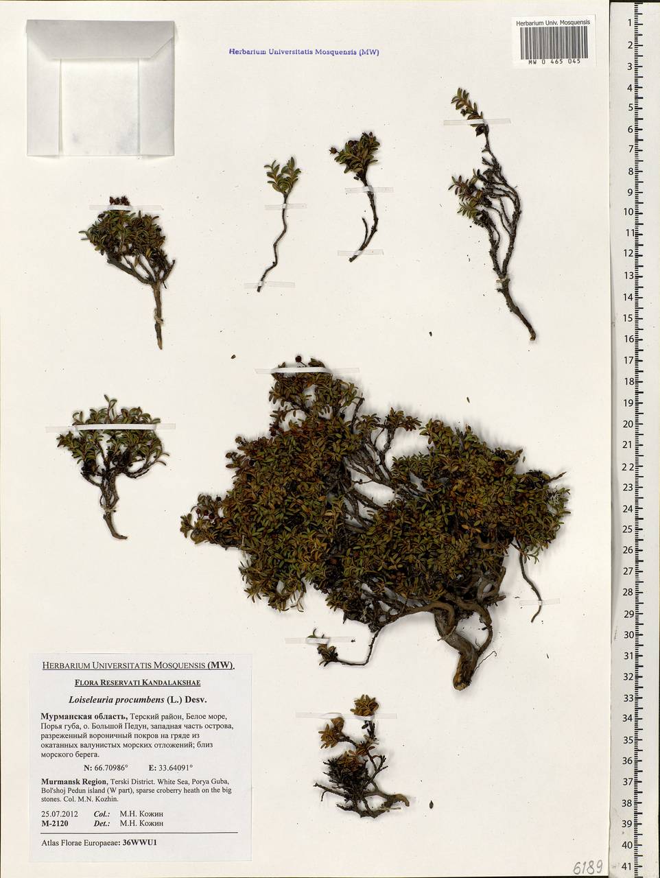 Kalmia procumbens (L.) Gift, Kron & P. F. Stevens, Eastern Europe, Northern region (E1) (Russia)