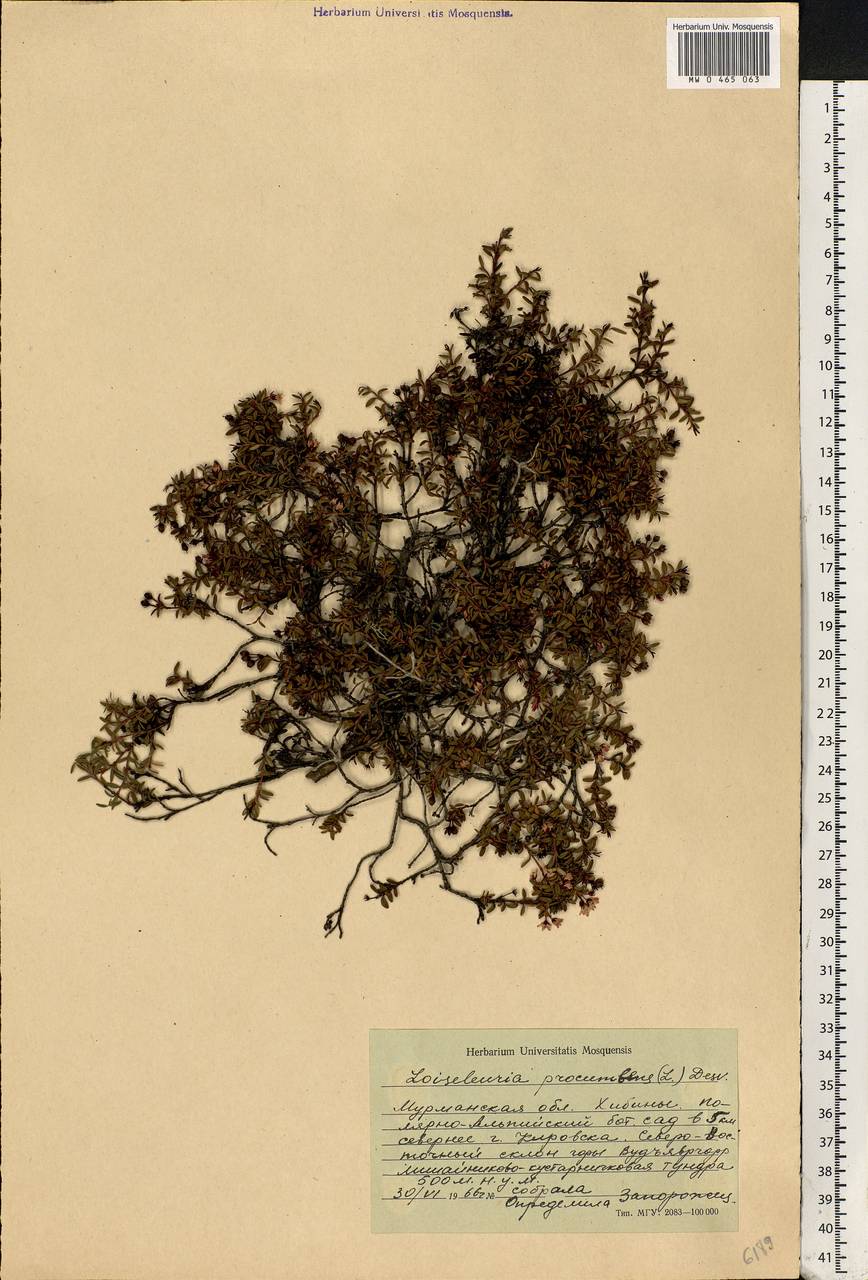 Kalmia procumbens (L.) Gift, Kron & P. F. Stevens, Eastern Europe, Northern region (E1) (Russia)