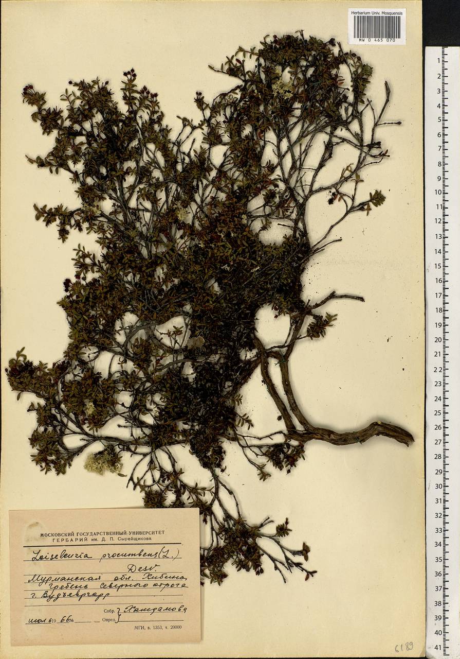 Kalmia procumbens (L.) Gift, Kron & P. F. Stevens, Eastern Europe, Northern region (E1) (Russia)