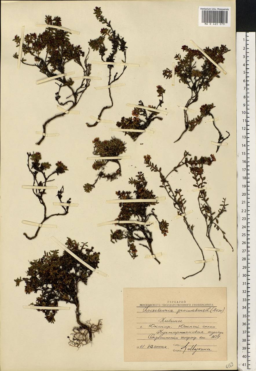 Kalmia procumbens (L.) Gift, Kron & P. F. Stevens, Eastern Europe, Northern region (E1) (Russia)