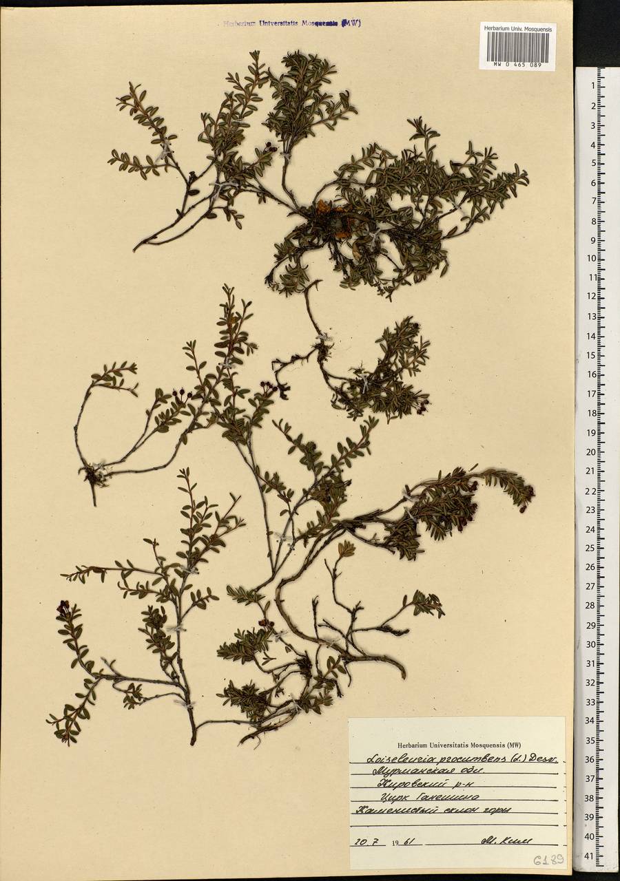 Kalmia procumbens (L.) Gift, Kron & P. F. Stevens, Eastern Europe, Northern region (E1) (Russia)