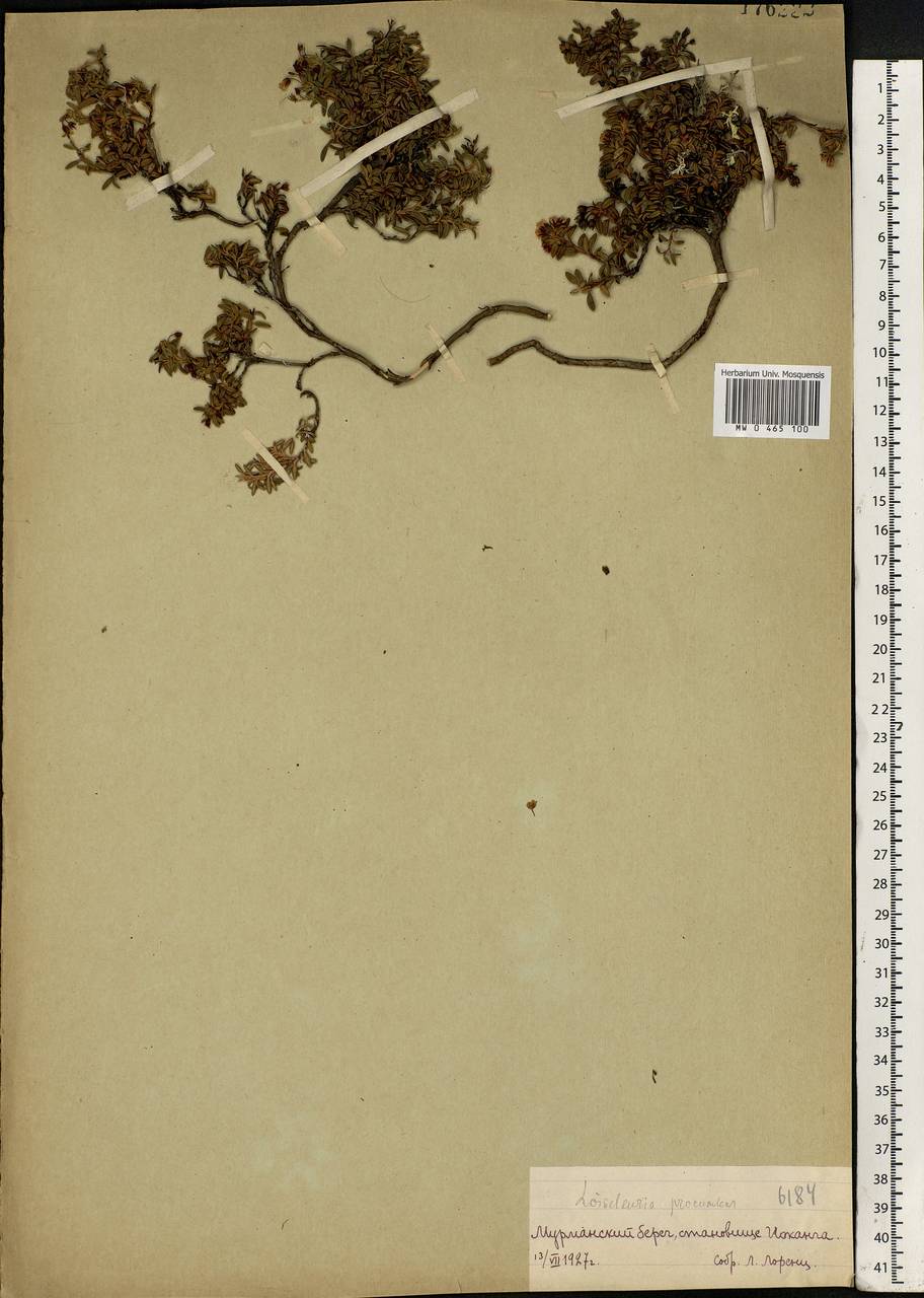 Kalmia procumbens (L.) Gift, Kron & P. F. Stevens, Eastern Europe, Northern region (E1) (Russia)