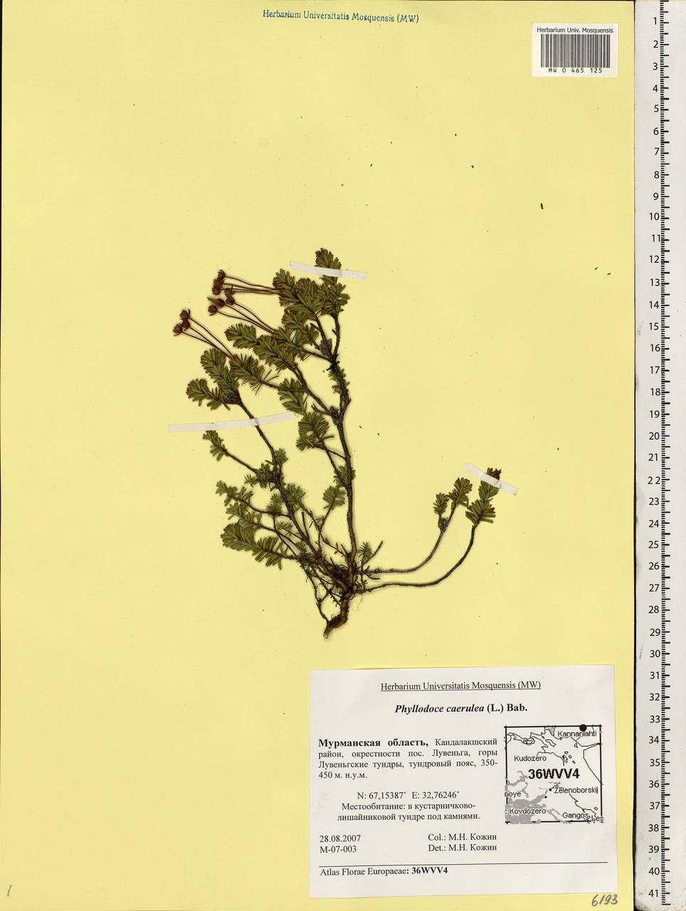 Phyllodoce caerulea (L.) Bab., Eastern Europe, Northern region (E1) (Russia)