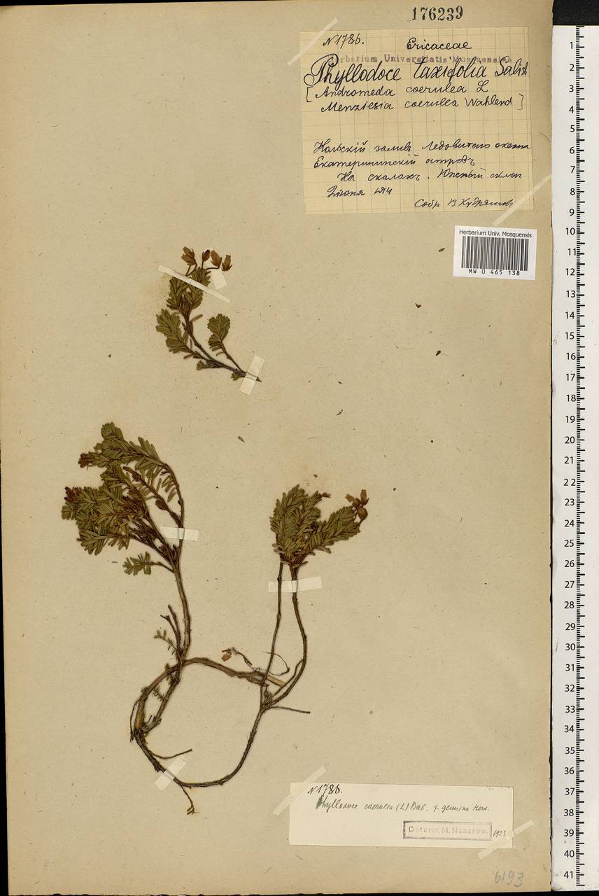 Phyllodoce caerulea (L.) Bab., Eastern Europe, Northern region (E1) (Russia)