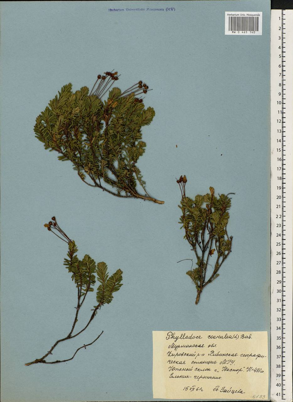 Phyllodoce caerulea (L.) Bab., Eastern Europe, Northern region (E1) (Russia)