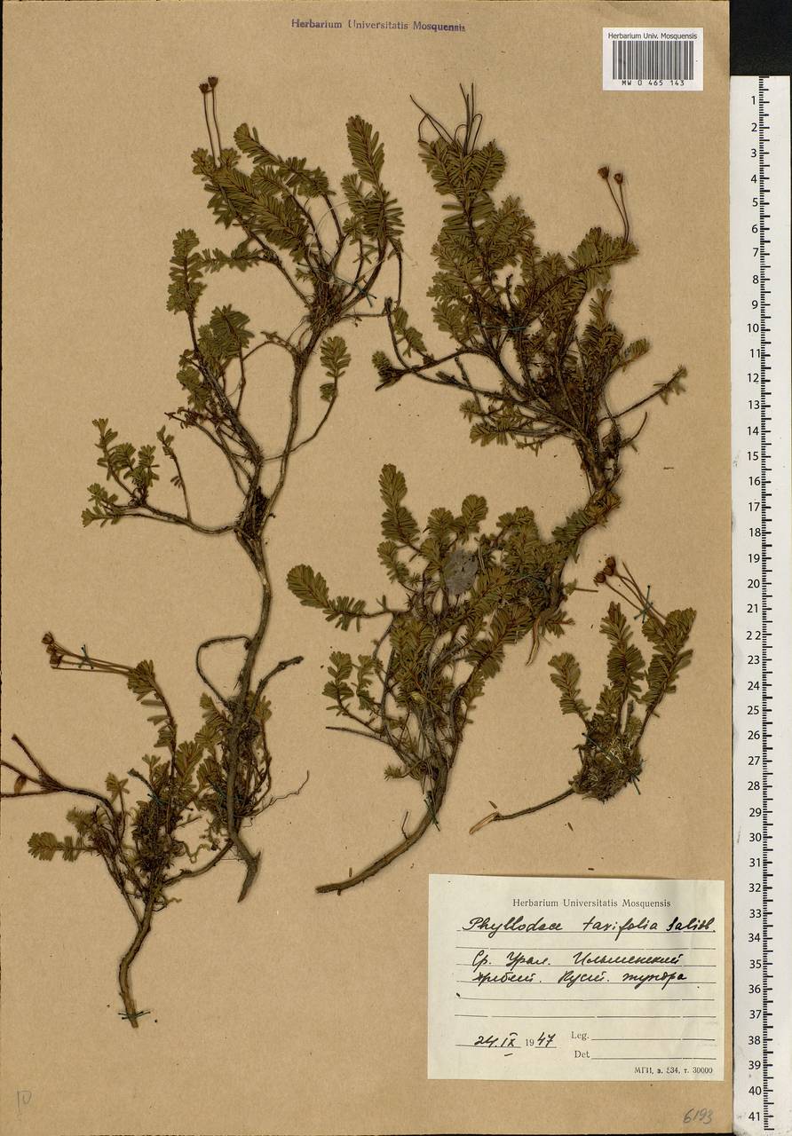 Phyllodoce caerulea (L.) Bab., Eastern Europe, Eastern region (E10) (Russia)