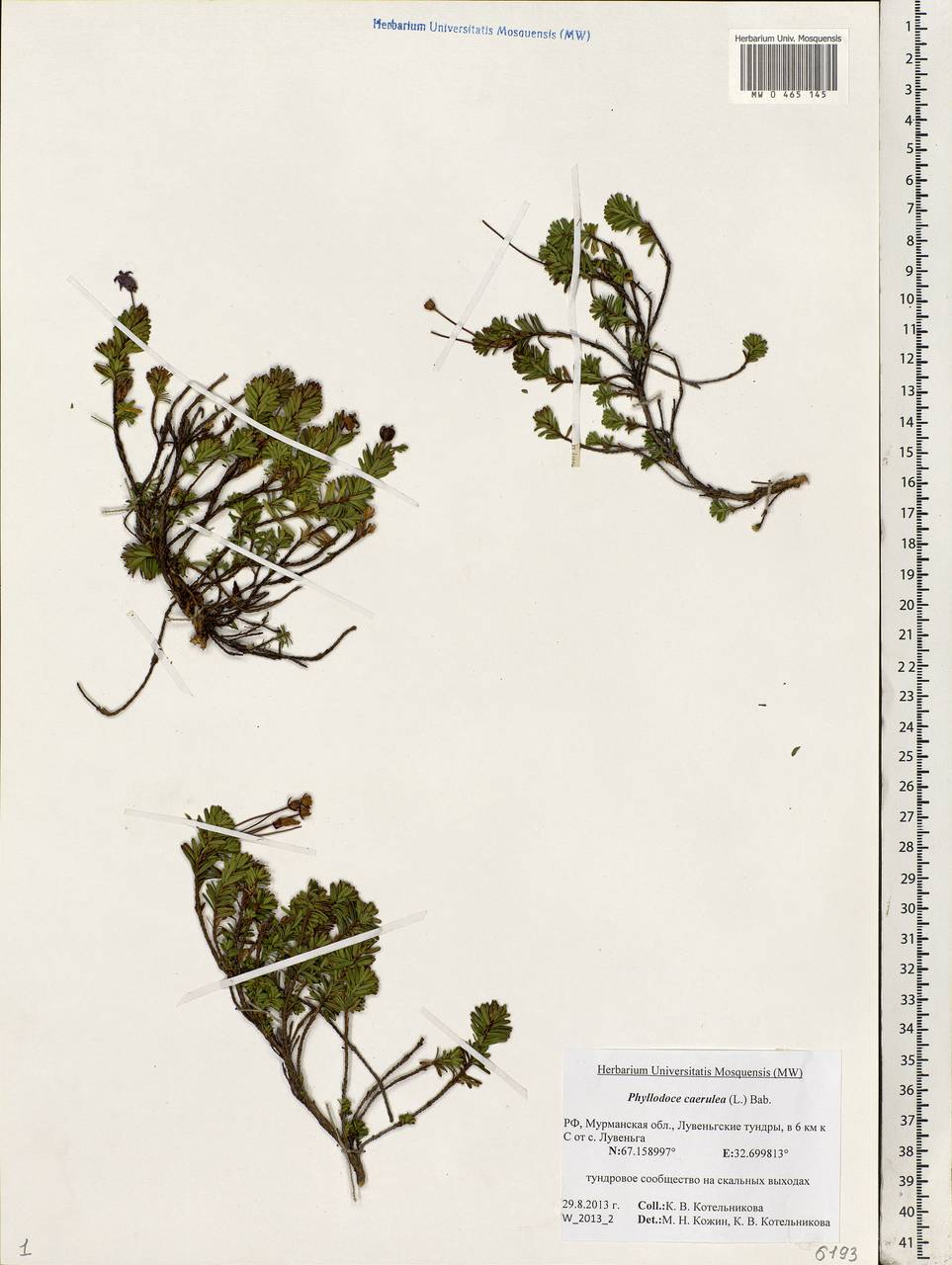 Phyllodoce caerulea (L.) Bab., Eastern Europe, Northern region (E1) (Russia)