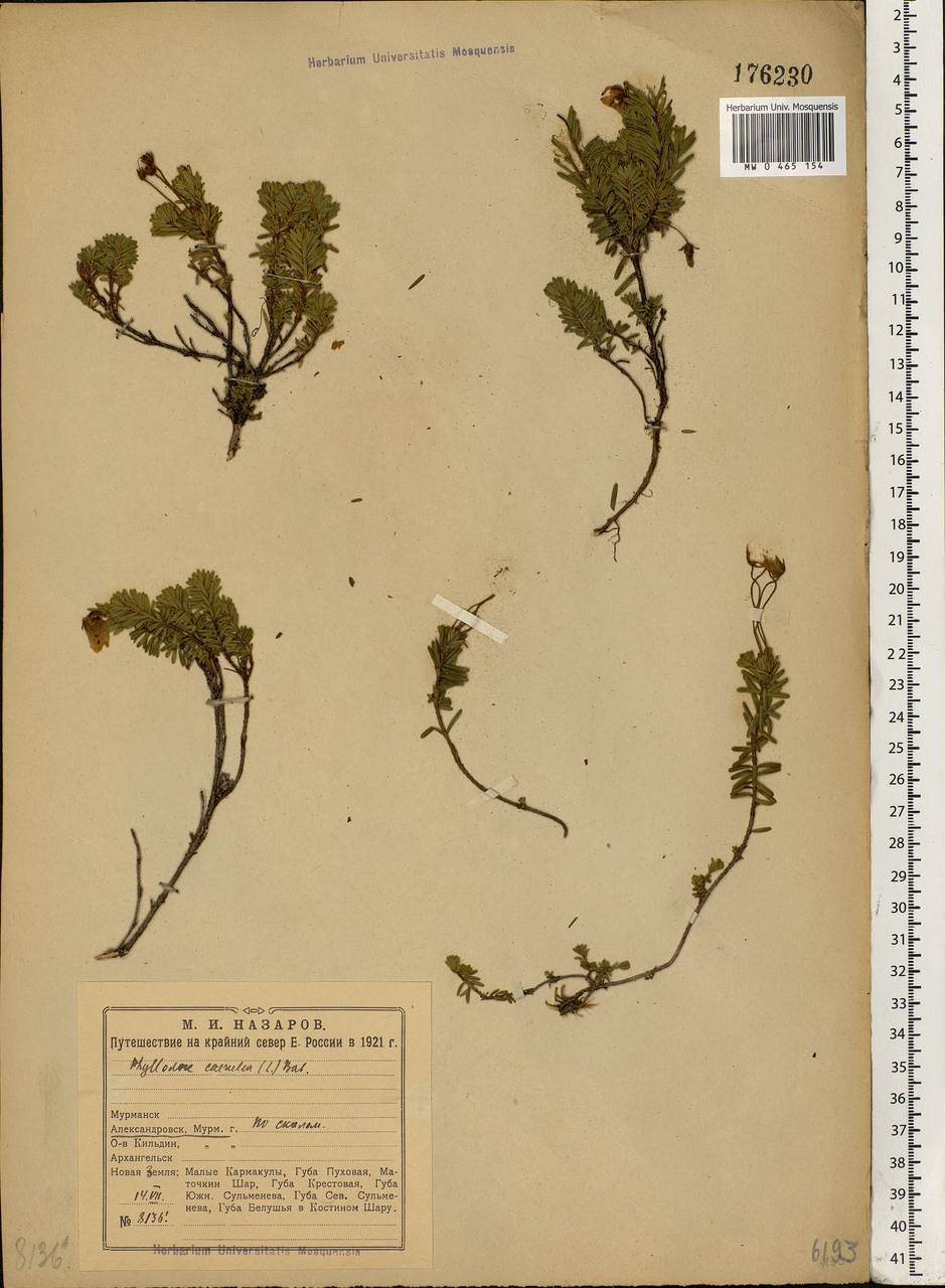 Phyllodoce caerulea (L.) Bab., Eastern Europe, Northern region (E1) (Russia)