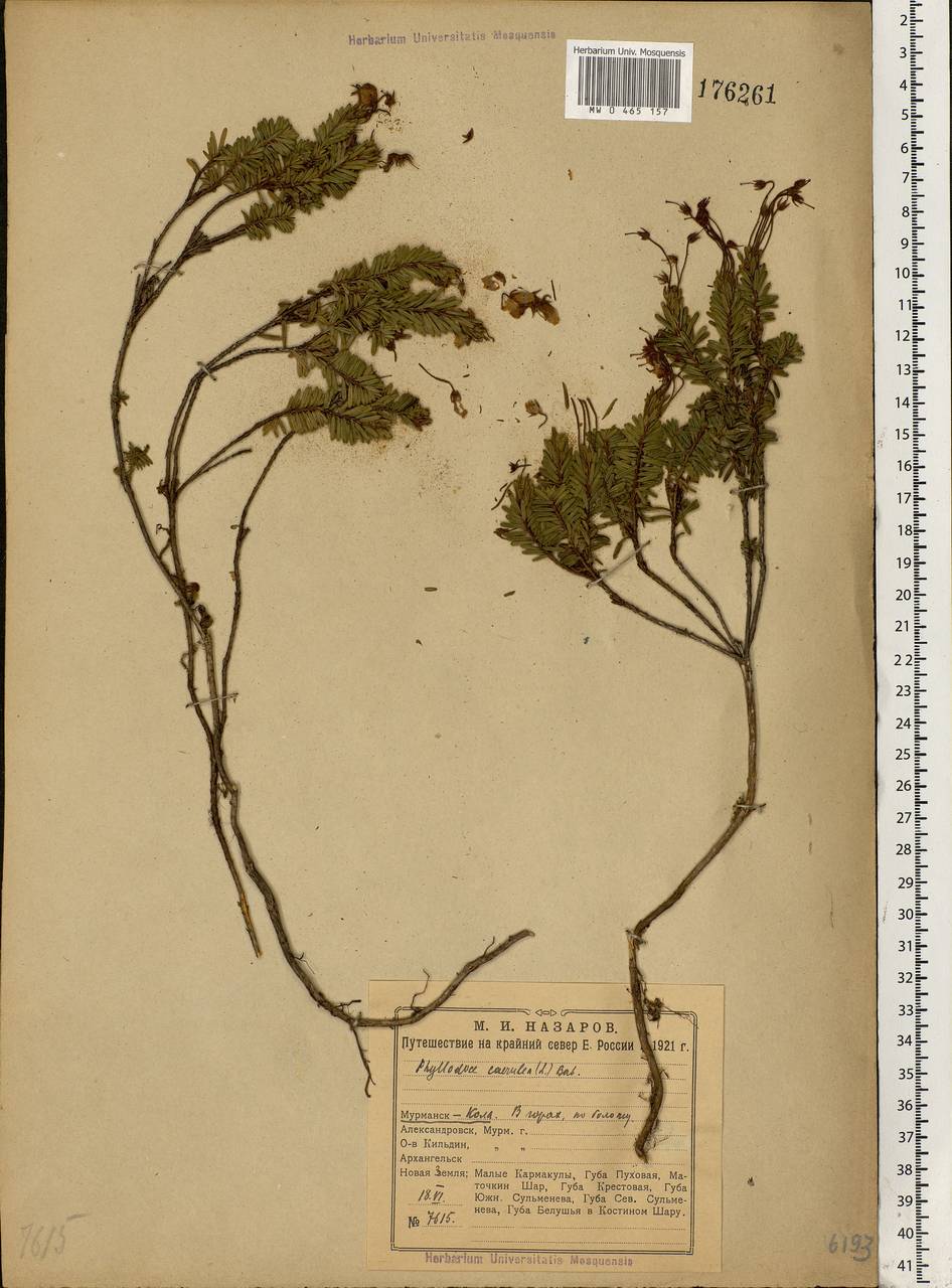 Phyllodoce caerulea (L.) Bab., Eastern Europe, Northern region (E1) (Russia)