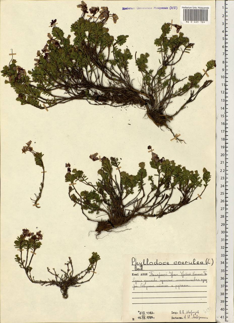 Phyllodoce caerulea (L.) Bab., Eastern Europe, Northern region (E1) (Russia)