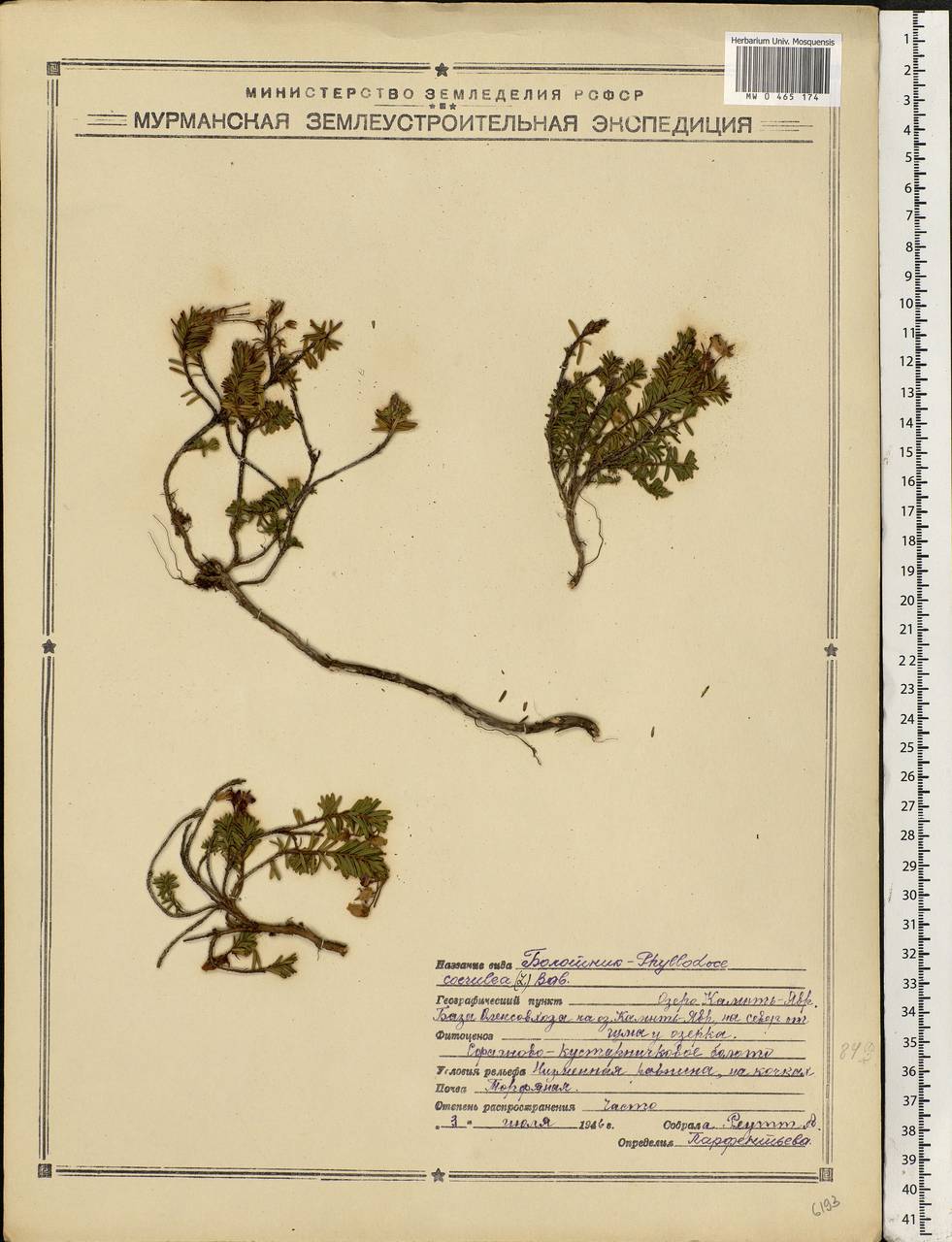 Phyllodoce caerulea (L.) Bab., Eastern Europe, Northern region (E1) (Russia)